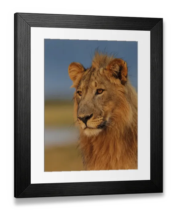 Framed Print : RF- African Lion (Panthera leo) young male at sunrise, Etosha National Park, Namibia Framed Print : RF- African Lion (Panthera leo) young male at sunrise, Etosha National Park, Namibia