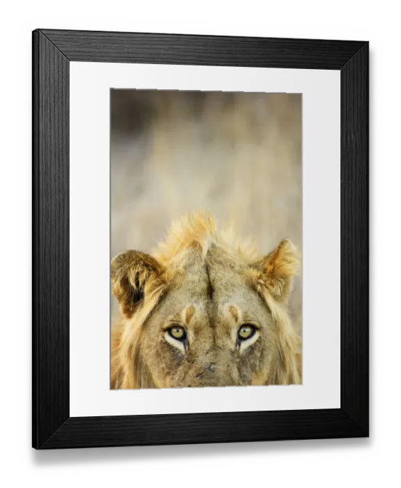 Framed Print : Male African lion (Panthera leo), Kruger National Park, Transvaal, South Africa Framed Print : Male African lion (Panthera leo), Kruger National Park, Transvaal, South Africa