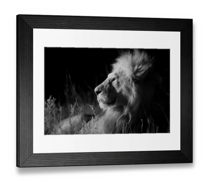 Framed Print : Male Marsh pride lion (Panthera leo) on a moonless night, Masai Mara, Kenya Framed Print : Male Marsh pride lion (Panthera leo) on a moonless night, Masai Mara, Kenya