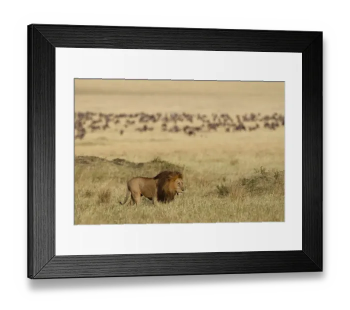 Framed Print : Lion (Panthera leo) male, in grassland, with wildebeests (Connochaetes sp) Msai Mara Framed Print : Lion (Panthera leo) male, in grassland, with wildebeests (Connochaetes sp) Msai Mara