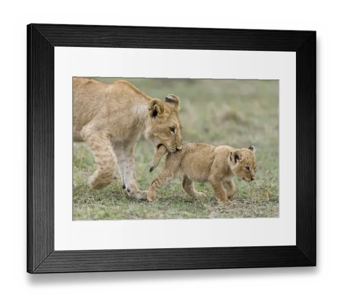 Framed Print : Lion (Panthera leo) older cub playing with a young one and biting its tail, Masai-Mara Game Reserve Framed Print : Lion (Panthera leo) older cub playing with a young one and biting its tail, Masai-Mara Game Reserve