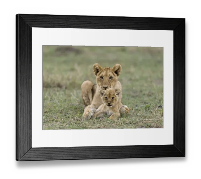 Framed Print : Lion (Panthera leo) and old and a young cub resting together, Masai-Mara Game Reserve, Kenya Framed Print : Lion (Panthera leo) and old and a young cub resting together, Masai-Mara Game Reserve, Kenya