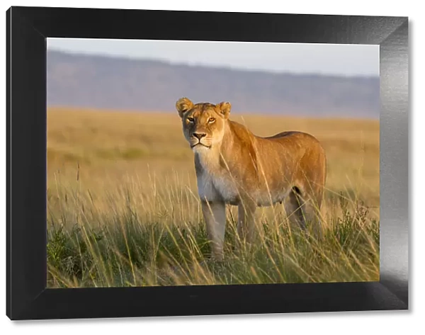 Lioness (Panthera leo) Masai-Mara Game Reserve, Kenya