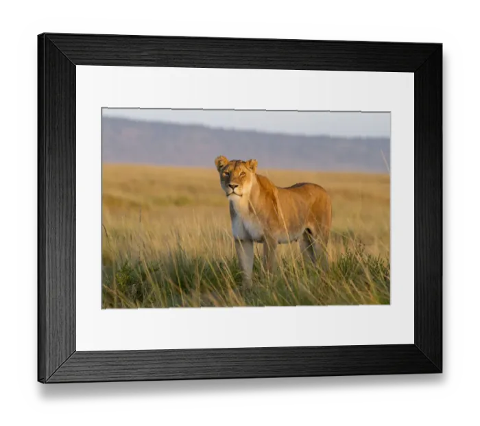 Framed Print : Lioness (Panthera leo) Masai-Mara Game Reserve, Kenya Framed Print : Lioness (Panthera leo) Masai-Mara Game Reserve, Kenya