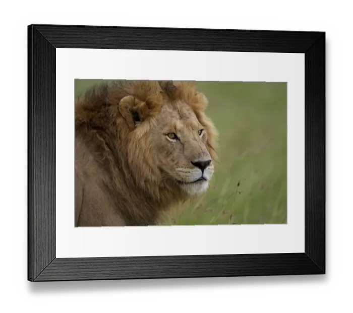 Framed Print : Male Lion (Panthera leo) Romeo from marsh pride, Masai Mara, Kenya
