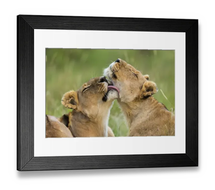 Framed Print : Lionesses (Panthera leo) grooming each other, Masai-Mara Game Reserve, Kenya Framed Print : Lionesses (Panthera leo) grooming each other, Masai-Mara Game Reserve, Kenya