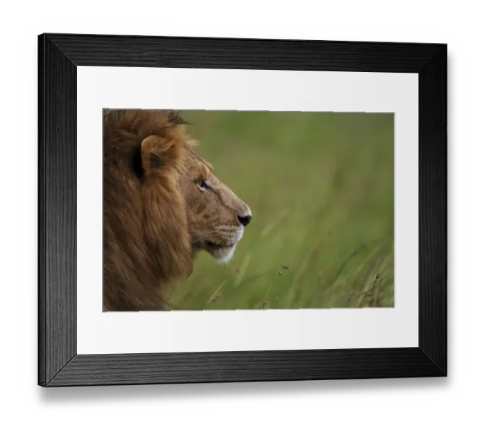 Framed Print : Male Lion (Panthera leo) Romeo from marsh pride, Masai Mara, Kenya Framed Print : Male Lion (Panthera leo) Romeo from marsh pride, Masai Mara, Kenya