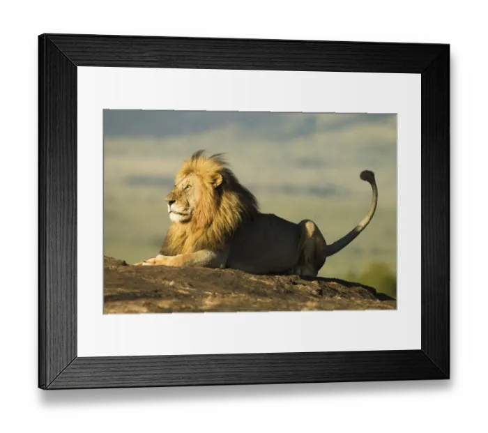 Framed Print : African lion (Panthera leo), resting on a rock, surrounded by flies, Masai Mara Game Reserve, Kenya Framed Print : African lion (Panthera leo), resting on a rock, surrounded by flies, Masai Mara Game Reserve, Kenya