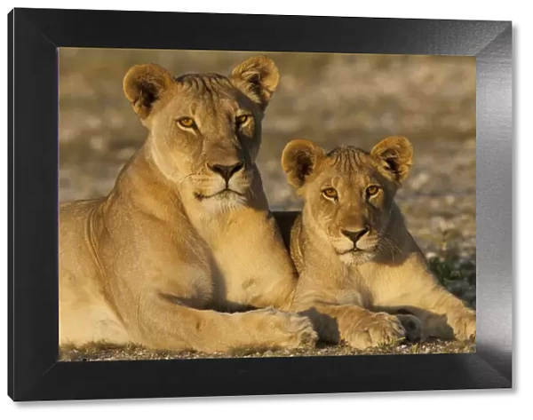 African lioness (Panthera leo) and cub, Etosha National Park, Namibia. January