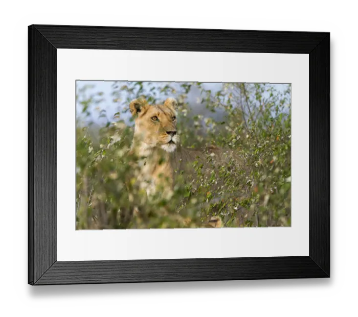 Framed Print : Lion (Panthera leo) female standing alert, Masai Mara Game Reserve, Kenya Framed Print : Lion (Panthera leo) female standing alert, Masai Mara Game Reserve, Kenya