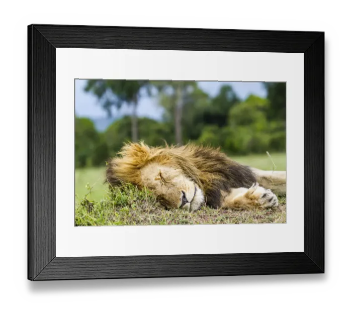 Framed Print : Lion (Panthera leo) male resting, Masai Mara Game Reserve, Kenya, November Framed Print : Lion (Panthera leo) male resting, Masai Mara Game Reserve, Kenya, November
