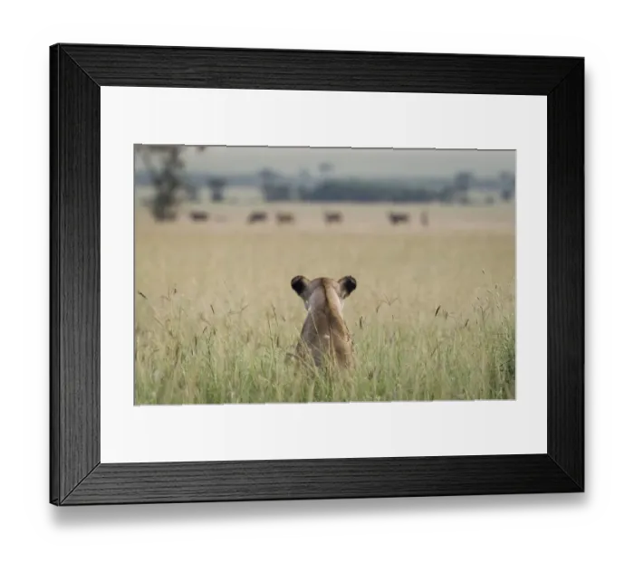 Framed Print : African lioness (Panthera leo) sitting patiently in the long grass, watching herd of Common eland Framed Print : African lioness (Panthera leo) sitting patiently in the long grass, watching herd of Common eland