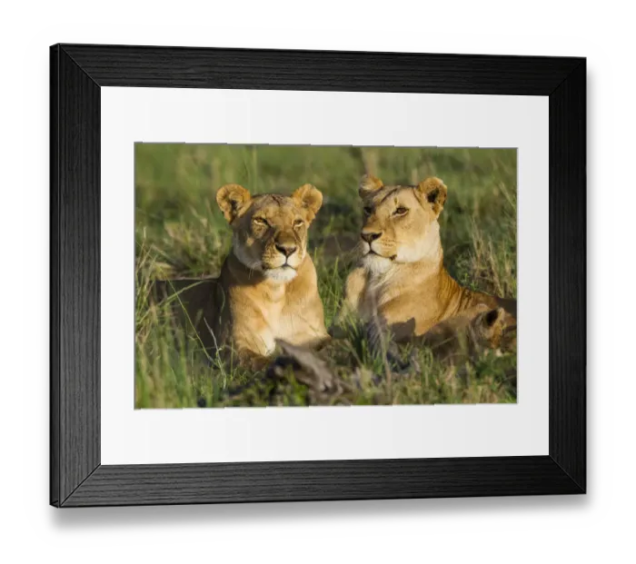 Framed Print : Lionesses (Panthera leo), Masai Mara Game Reserve, Kenya, November Framed Print : Lionesses (Panthera leo), Masai Mara Game Reserve, Kenya, November