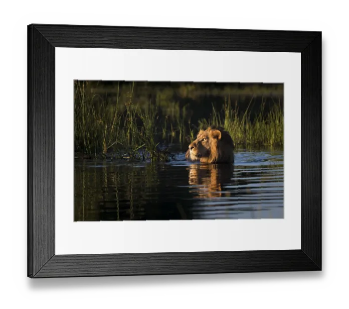 Framed Print : Lion (Panthera leo) swimming, Okavango Delta, Botswana Framed Print : Lion (Panthera leo) swimming, Okavango Delta, Botswana