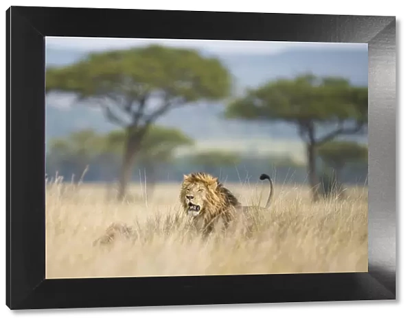 Lion (Panthera leo) in savannah with acacia trees, Masai Mara, Kenya