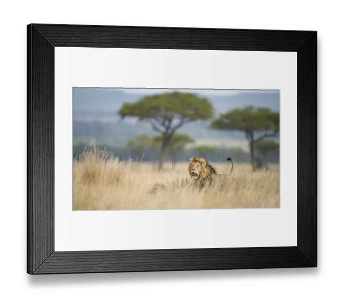 Framed Print : Lion (Panthera leo) in savannah with acacia trees, Masai Mara, Kenya Framed Print : Lion (Panthera leo) in savannah with acacia trees, Masai Mara, Kenya