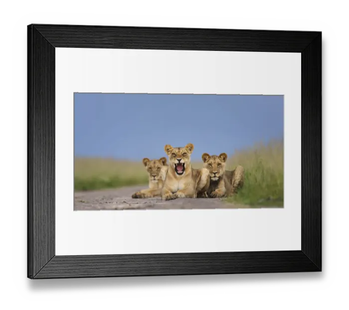 Framed Print : African lion (Panthera leo) three subadults resting on the road, one snarling, Central Framed Print : African lion (Panthera leo) three subadults resting on the road, one snarling, Central