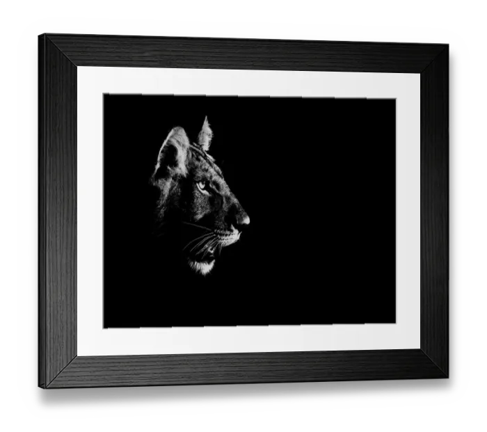 Framed Print : Lion (Panthera leo) side profile of head, at night, Central Kalahari Game Reserve Framed Print : Lion (Panthera leo) side profile of head, at night, Central Kalahari Game Reserve