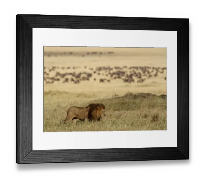 Framed Print : Male Lion (Panthera leo) Romeo in habitat, from the Marsh Pride, Masai Mara