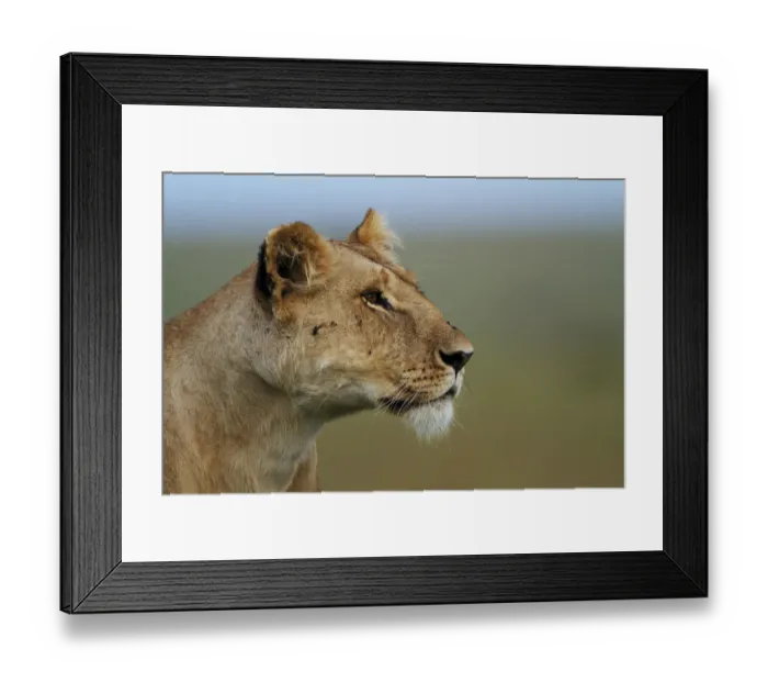 Framed Print : Lioness (Panthera leo) portrait, Marsh Pride, Masai Mara, Kenya Framed Print : Lioness (Panthera leo) portrait, Marsh Pride, Masai Mara, Kenya