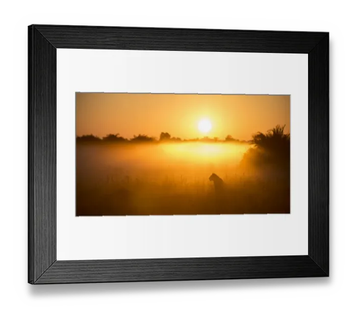 Framed Print : Lioness (Panthera leo) sitting during misty sunrise, Okavango Delta, Botswana Framed Print : Lioness (Panthera leo) sitting during misty sunrise, Okavango Delta, Botswana