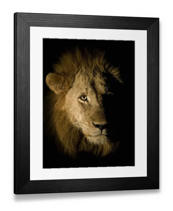 Framed Print : Lion (Panthera leo) photographed at night using a side lit spot light, Sabi Sand Game Reserve Framed Print : Lion (Panthera leo) photographed at night using a side lit spot light, Sabi Sand Game Reserve