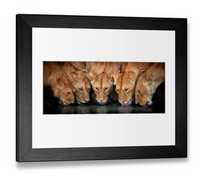 Framed Print : Lions (Panthera leo) five drinking together, Ndutu, Tanzania Framed Print : Lions (Panthera leo) five drinking together, Ndutu, Tanzania
