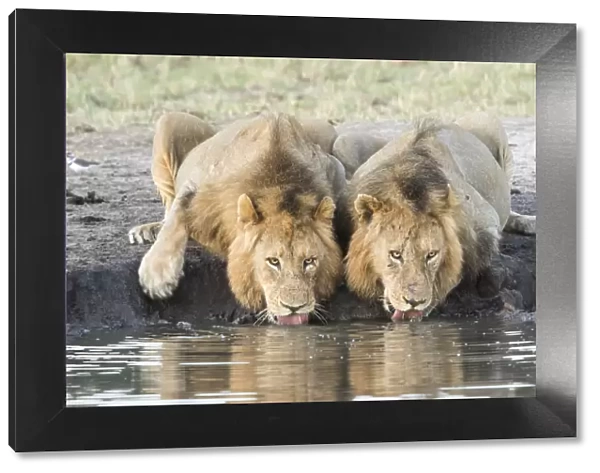 Two male African lions (Panthera leo) drinking at a waterhole, Sabi Sand Private Game Reserve