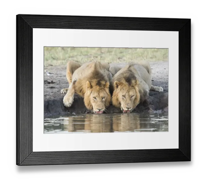 Framed Print : Two male African lions (Panthera leo) drinking at a waterhole, Sabi Sand Private Game Reserve Framed Print : Two male African lions (Panthera leo) drinking at a waterhole, Sabi Sand Private Game Reserve