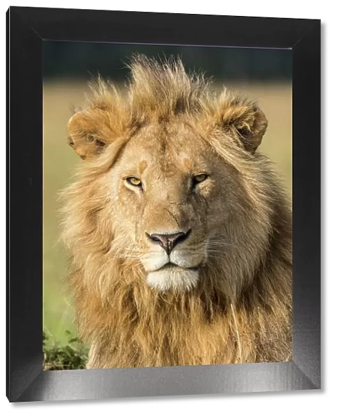 African lion (Panthera leo) portrait, Masai Mara Game Reserve, Kenya