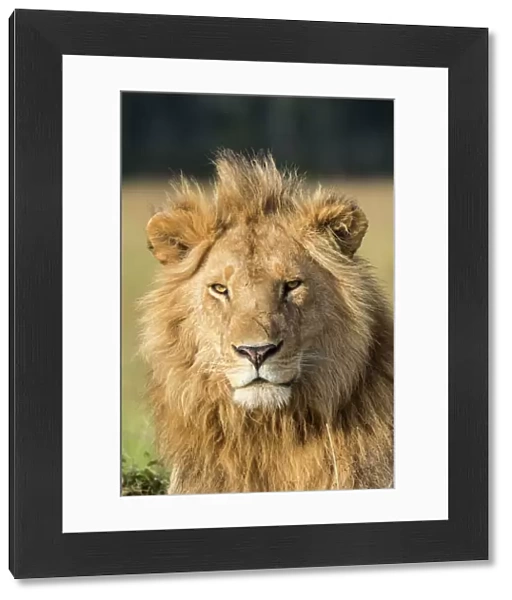 African lion (Panthera leo) portrait, Masai Mara Game Reserve, Kenya