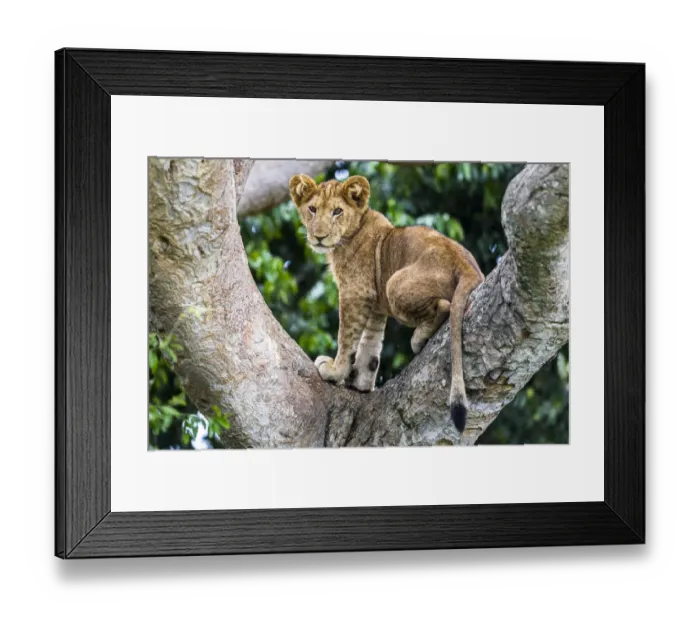 Framed Print : Lion (Panthera leo) cub up a tree - only three populations of lions are known to do this habitually Framed Print : Lion (Panthera leo) cub up a tree - only three populations of lions are known to do this habitually