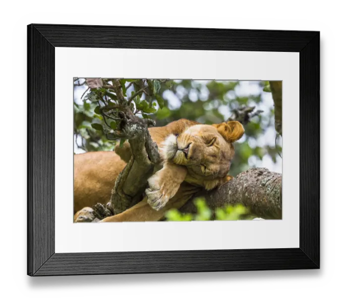 Framed Print : Lioness (Panthera leo) resting up a tree - only three populations of lions are known Framed Print : Lioness (Panthera leo) resting up a tree - only three populations of lions are known