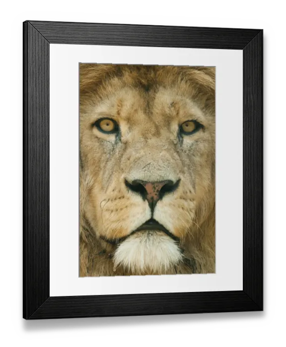 Framed Print : Lion (Panthera leo) close up portrait of male, captive occurs in Africa Framed Print : Lion (Panthera leo) close up portrait of male, captive occurs in Africa