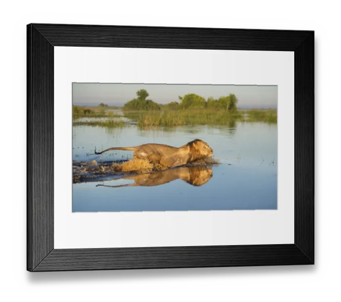 Framed Print : Lion (Panthera leo) crossing water, Okavango Delta, Botswana Framed Print : Lion (Panthera leo) crossing water, Okavango Delta, Botswana