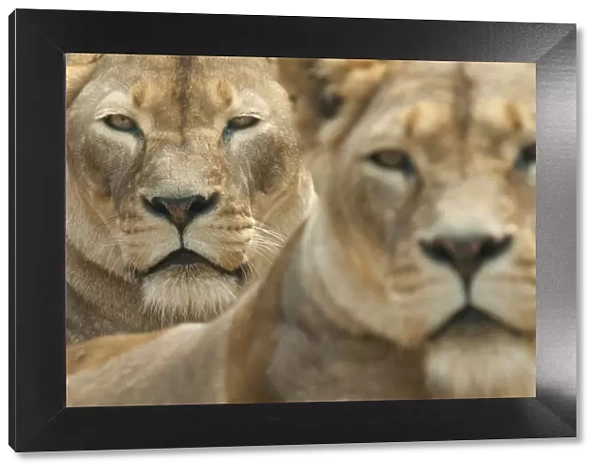 Lion (Panthera leo) portrait of two lionesses, captive, occur in Africa