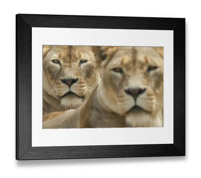 Framed Print : Lion (Panthera leo) portrait of two lionesses, captive, occur in Africa