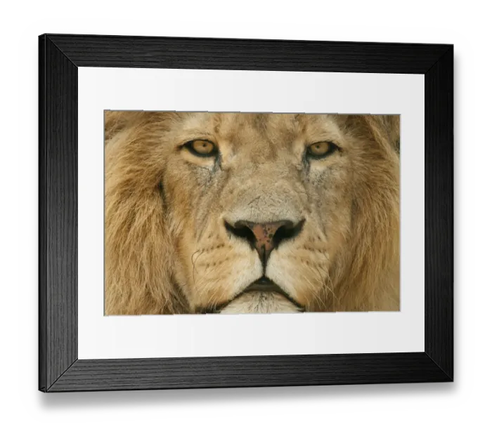 Framed Print : Male Lion (Panthera leo) portrait, close-up of face, captive, occurs in Africa Framed Print : Male Lion (Panthera leo) portrait, close-up of face, captive, occurs in Africa