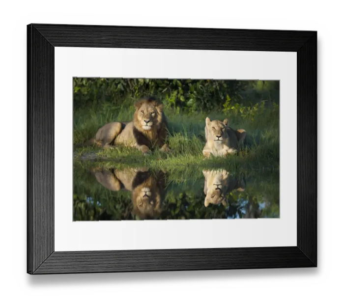 Framed Print : African lion (Panthera leo) male female pair reflected in water, Okavango Delta, Botswana Framed Print : African lion (Panthera leo) male female pair reflected in water, Okavango Delta, Botswana