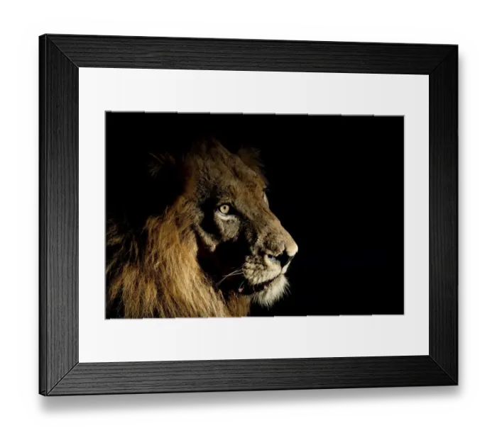 Framed Print : Lion (Panthera leo) male with scars photographed with side-lit spot light at night Framed Print : Lion (Panthera leo) male with scars photographed with side-lit spot light at night