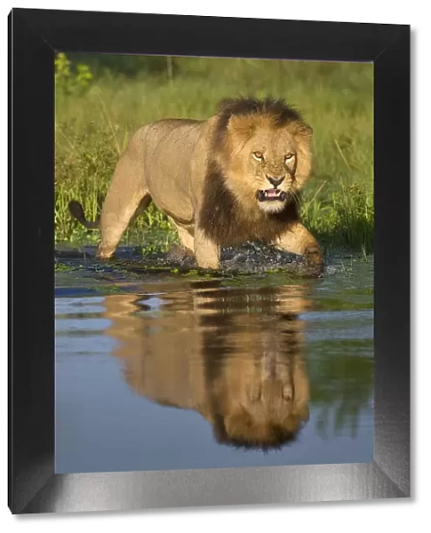 African lion (Panthera leo) growling at potential danger in the water (Panthera leo) Okavango Delta