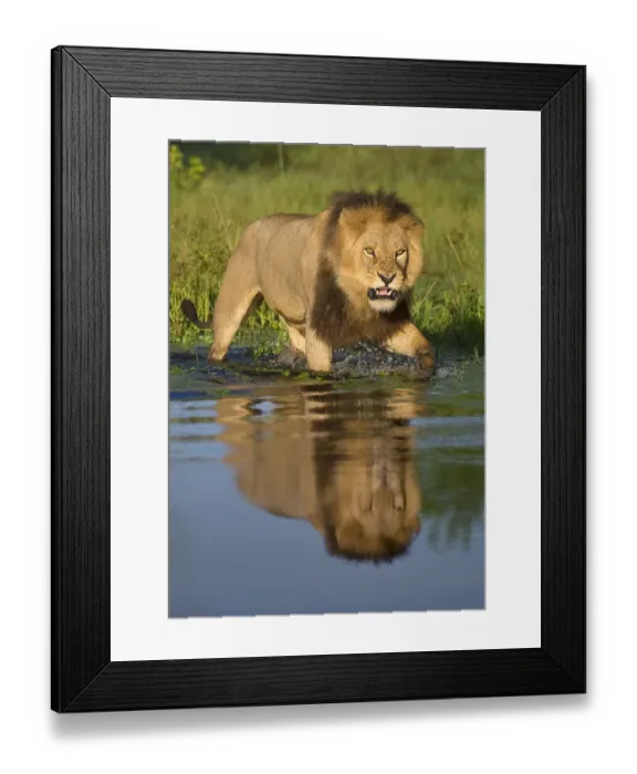 Framed Print : African lion (Panthera leo) growling at potential danger in the water (Panthera leo) Okavango Delta Framed Print : African lion (Panthera leo) growling at potential danger in the water (Panthera leo) Okavango Delta