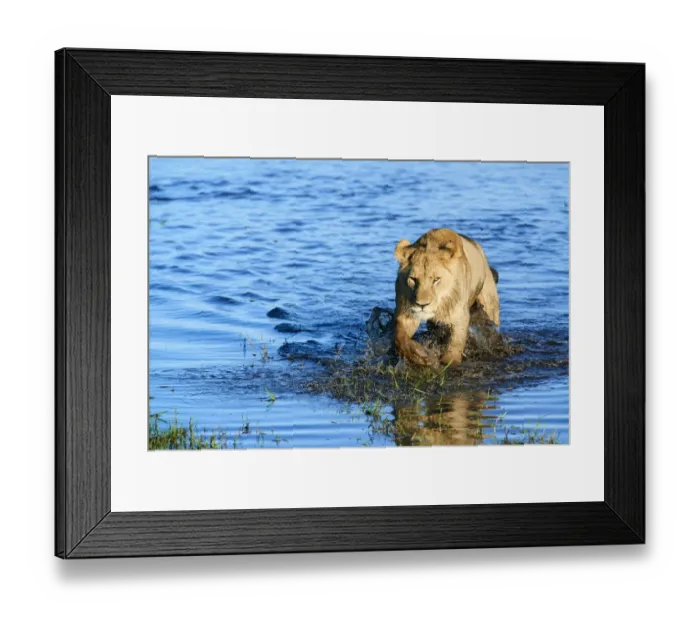Framed Print : African lioness (Panthera leo) walking through water. Duba Plains concession, Okavango delta Framed Print : African lioness (Panthera leo) walking through water. Duba Plains concession, Okavango delta