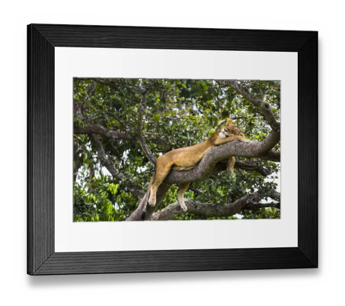 Framed Print : Lioness (Panthera leo) resting up a tree - only three populations of lions are known