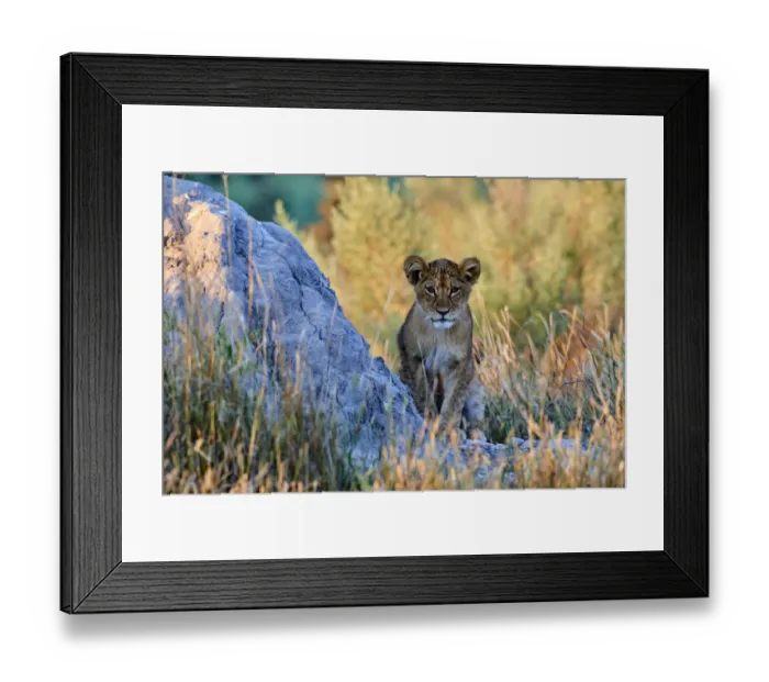 Framed Print : African lion cub (Panthera leo) in morning light. Moremi National Park, Okavango delta Framed Print : African lion cub (Panthera leo) in morning light. Moremi National Park, Okavango delta
