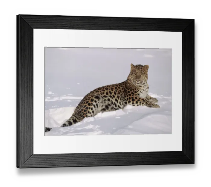 Framed Print : Amur leopard lying in snow. Captive animal, USA Framed Print : Amur leopard lying in snow. Captive animal, USA