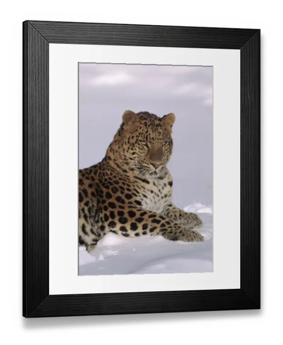 Framed Print : Amur leopard lying in snow. Captive animal, USA Framed Print : Amur leopard lying in snow. Captive animal, USA
