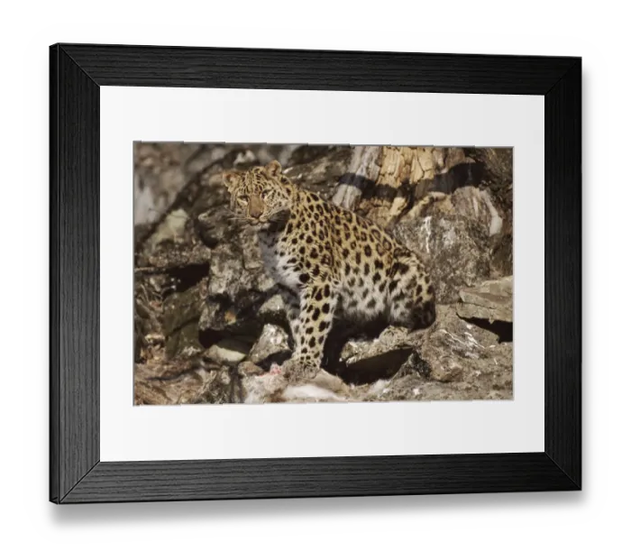 Framed Print : Wild Amur leopard with kill near den. Kedrovapad Nature Reserve Far East Russia, Ussuriland Framed Print : Wild Amur leopard with kill near den. Kedrovapad Nature Reserve Far East Russia, Ussuriland