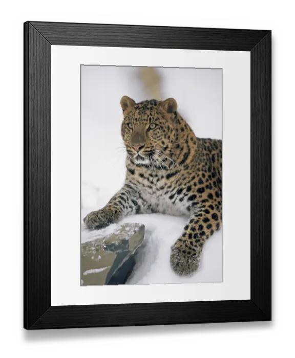 Framed Print : Amur Leopard {Panthera pardus orientalis} captive, portrait Framed Print : Amur Leopard {Panthera pardus orientalis} captive, portrait