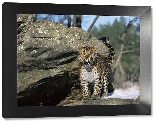Amur leopard snarling {Panthera pardus orientalis} captive